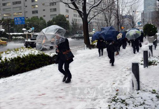 Tuyết rơi bất thường ở Tokyo vào tháng 11 ảnh 1